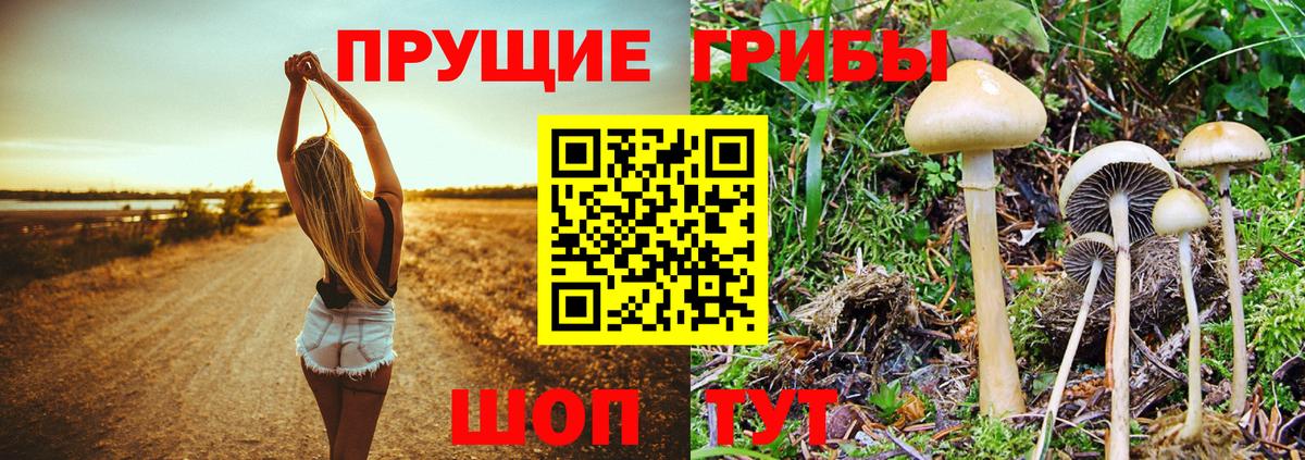 магазин  наркотиков  Псилоцибиновые грибы Cubensis  Кумертау  Псилоцибиновые грибы Magic Shrooms 